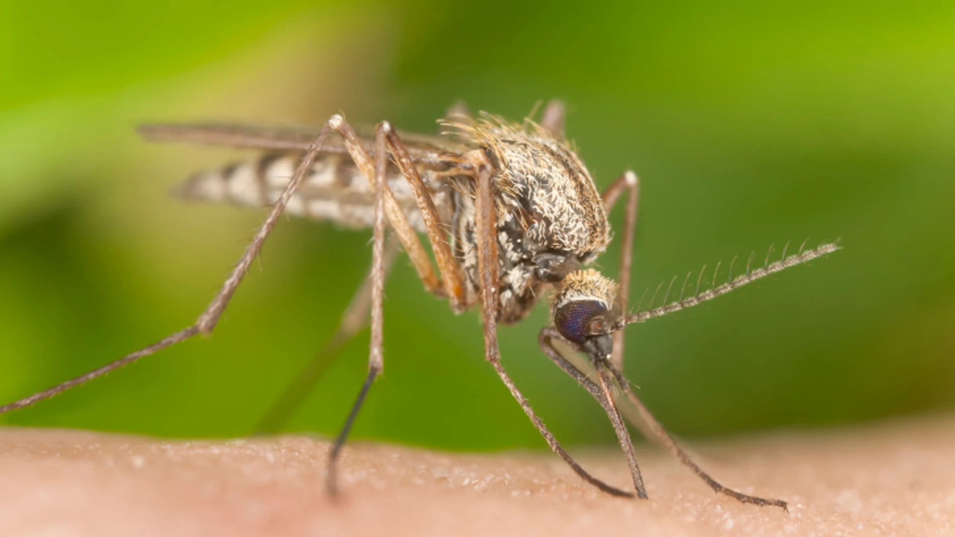 6 maneras de evitar que te pique un mosquito