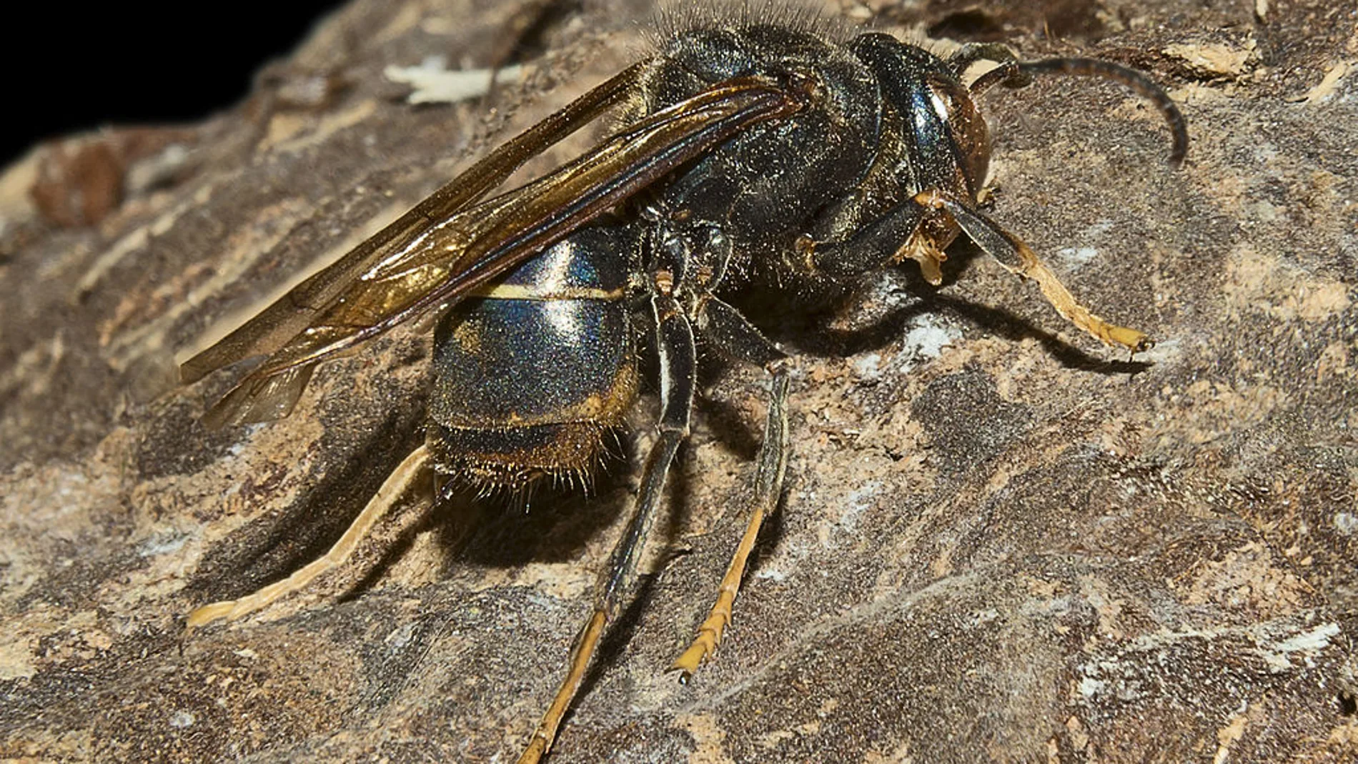 Avispa asiática (Vespa velutina MHNT)