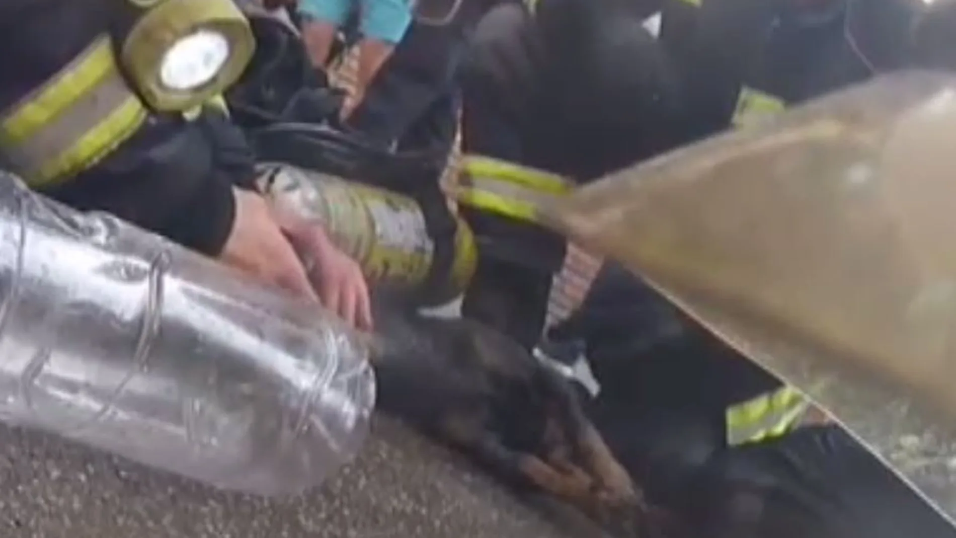 El perro se recuperó y fue trasladado a una clínica veterinaria