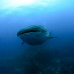 Un ejemplo de tiburón ballena en aguas de las islas Galápagos