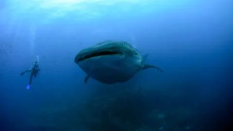 Un ejemplo de tiburón ballena en aguas de las islas Galápagos