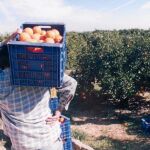 La recolección de la naranja se vio retrasada en la comarca de La Vega por la actuación de los piquetes