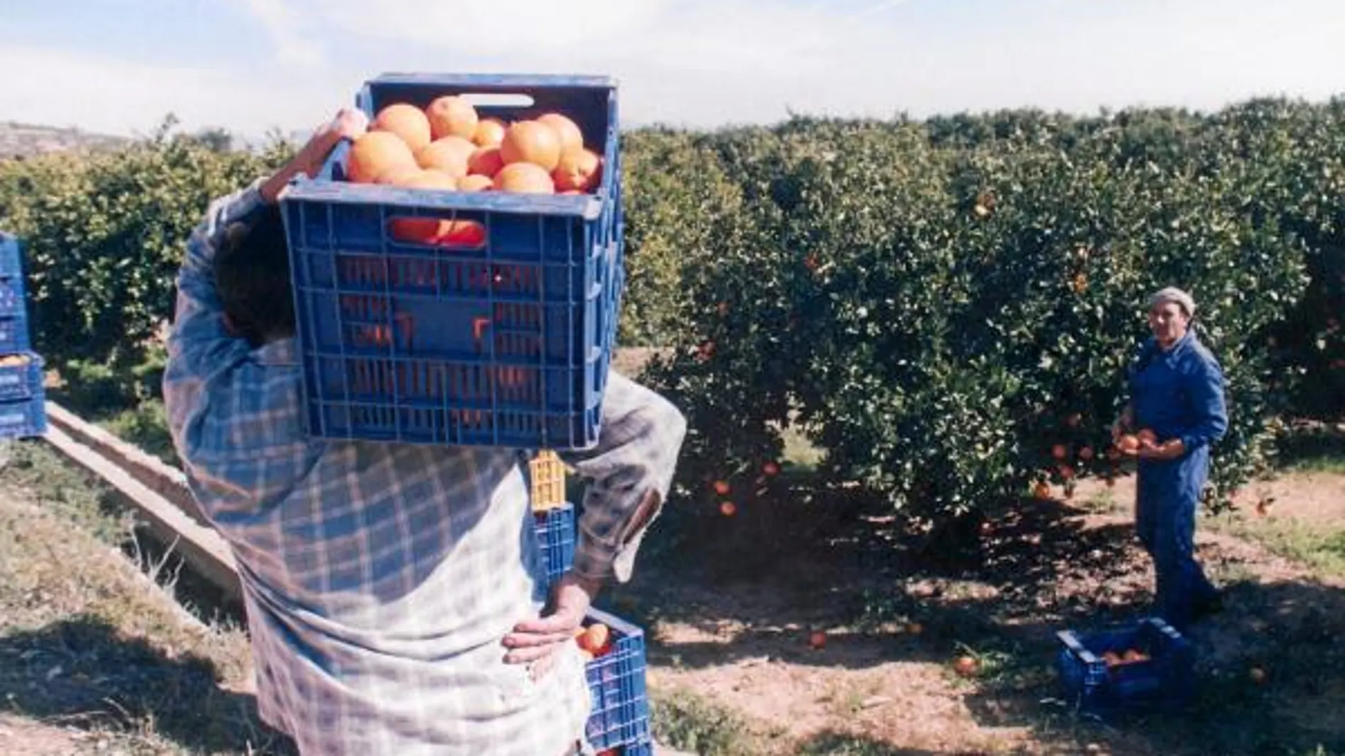 La recolección de la naranja se vio retrasada en la comarca de La Vega por la actuación de los piquetes