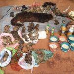 Además de los 40 cachorros muertos, las autoridades encotnraron otros animales protegidos