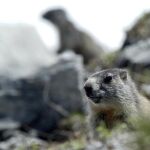 Un ejemplar de marmota, en una imagen de archivo