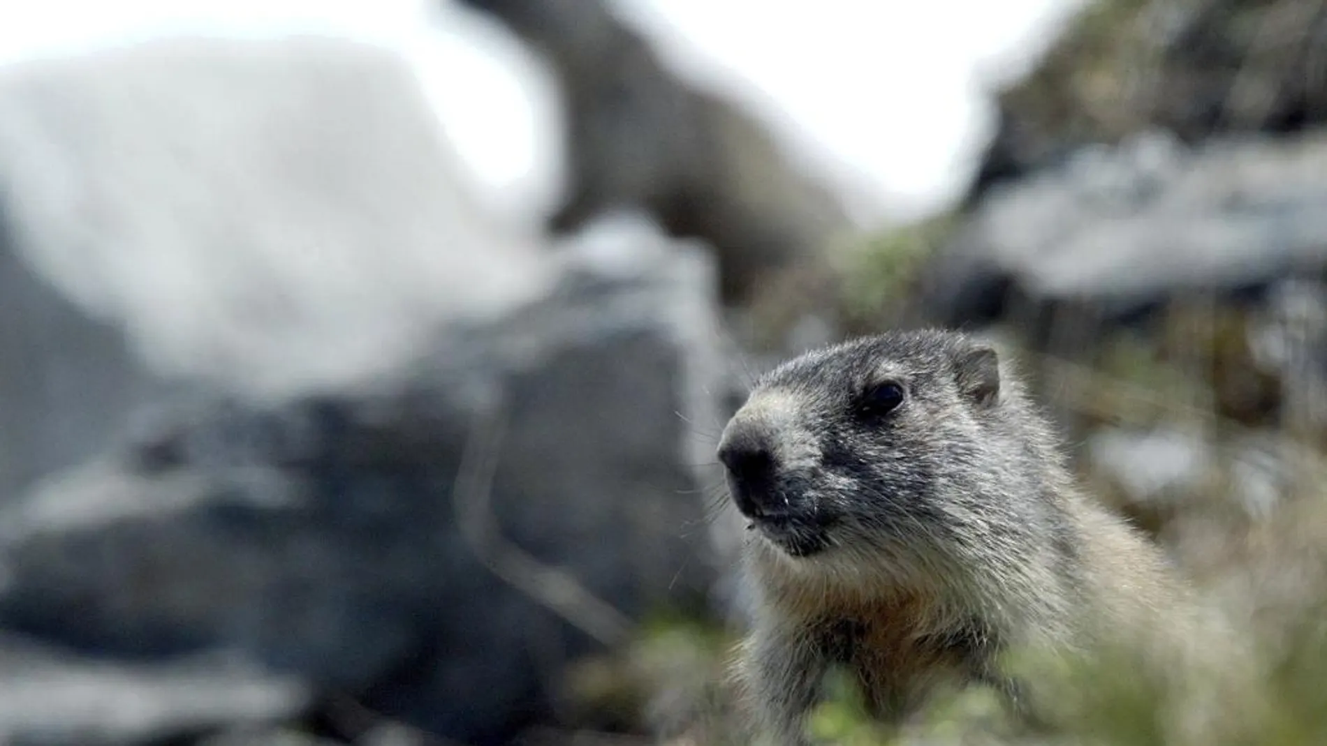 Un ejemplar de marmota, en una imagen de archivo
