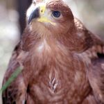 Águila imperial