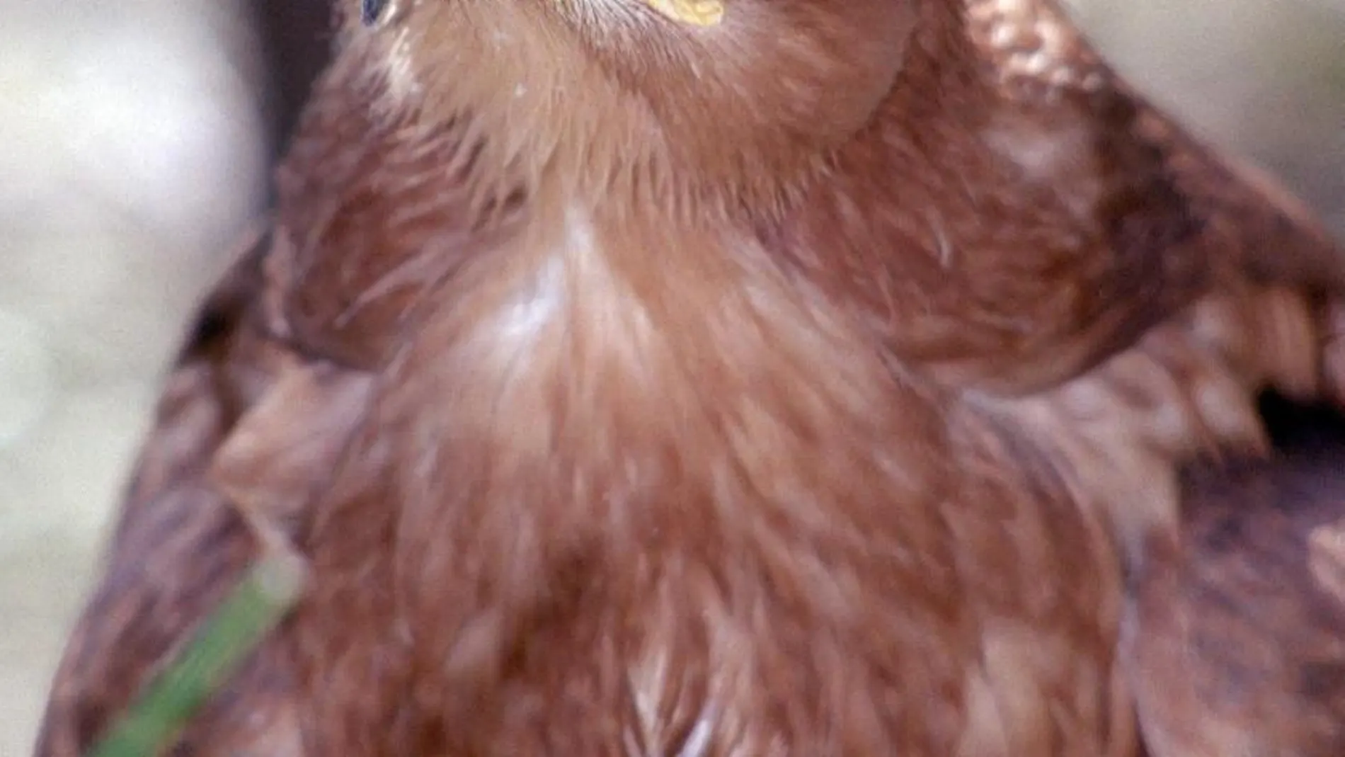 Águila imperial