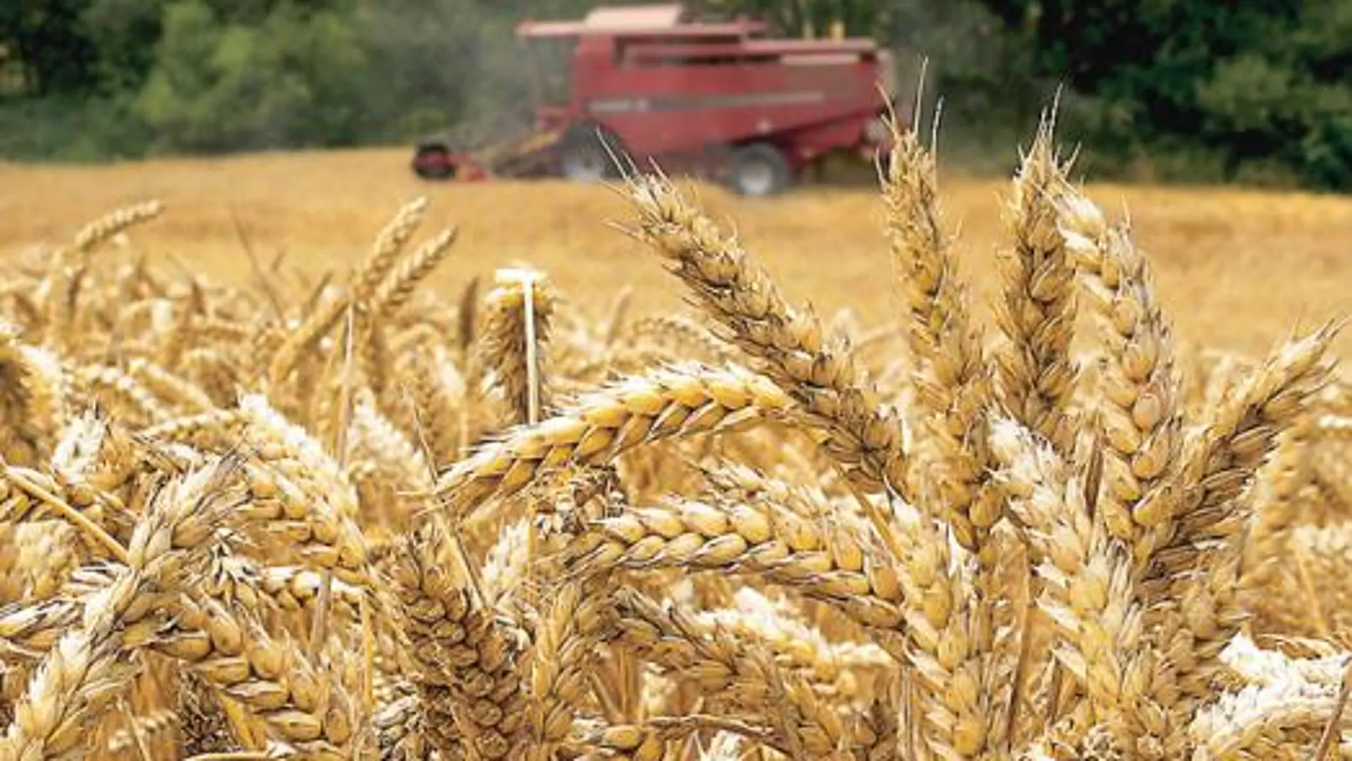 Una cosechadora recoge trigo en un campo de cereales