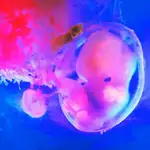  La sorprendente vida del embrión