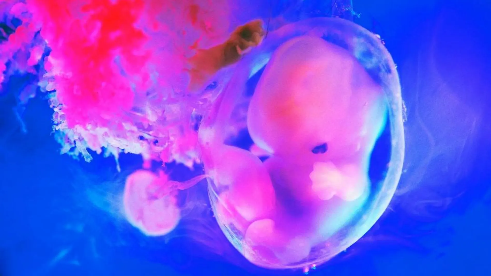 Cuando el embrión llega a su destino uterino es ya un blastocisto con centenares de células divididas