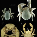 Ejemplares de especies de cangrejo yeti en la Antártida