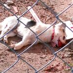 El perro murió por los palos que le propinó un vecino de la zona de Badajoz