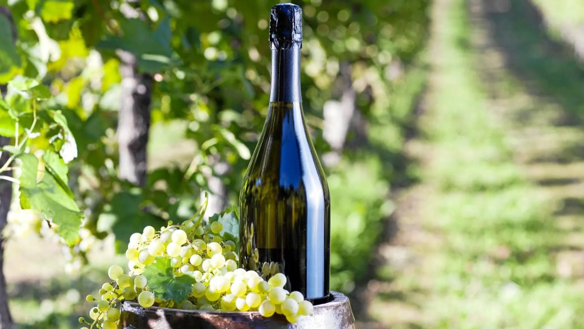 Las viñas existían en la región de Champagne desde los romanos