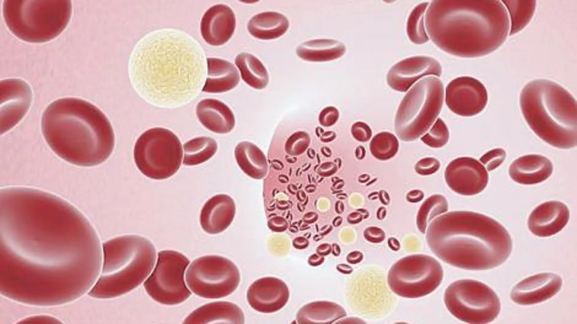 La sangre toma su color de los glóbulos rojos, pero tambien incluye otros cuerpos diferentes.