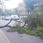 La mayoría de los avisos fueron por caídas de ramas de árboles en mal estado