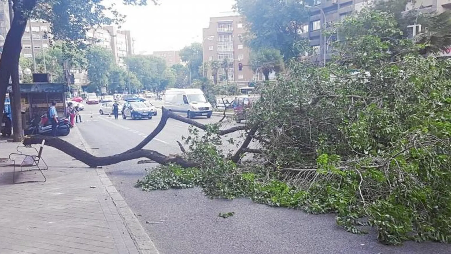 La mayoría de los avisos fueron por caídas de ramas de árboles en mal estado