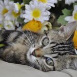 Australia sacrificará a dos millones de gatos callejeros