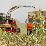 Rusia ha rebajado las previsiones de su cosecha de trigo para este año desde los 85 millones de toneladas hasta los 70 o 75 millones