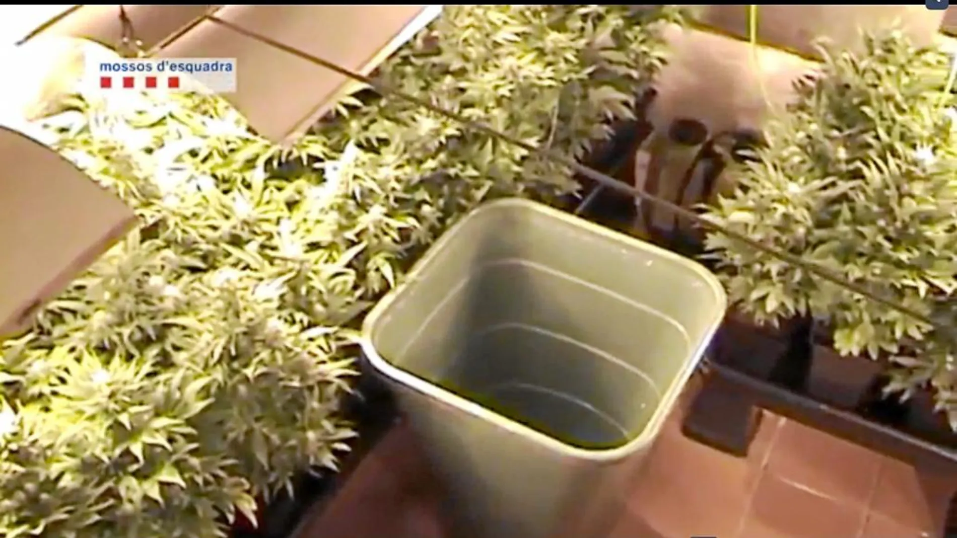 Imagen del vídeo difundido por los Mossos en el que pueden apreciarse la plantación de marihuana