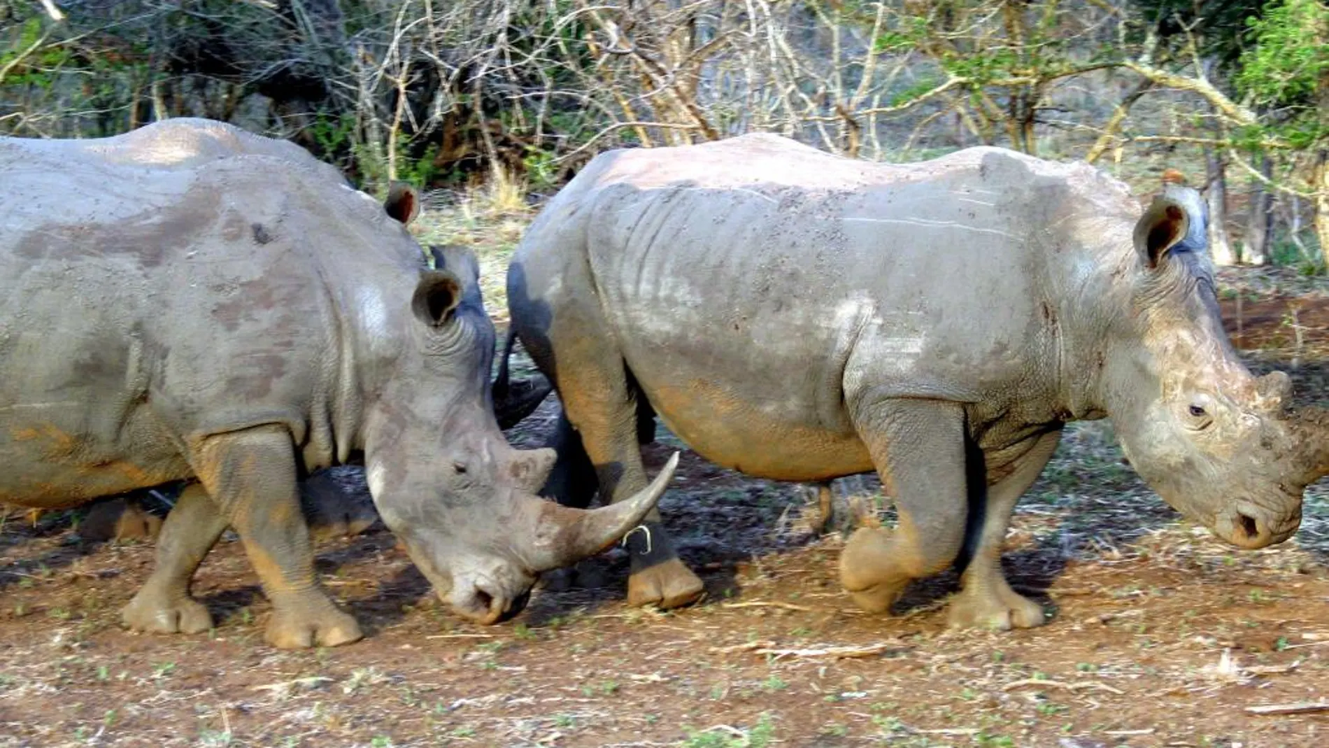 Dos rinocerontes blancos en una reserva sudafricana