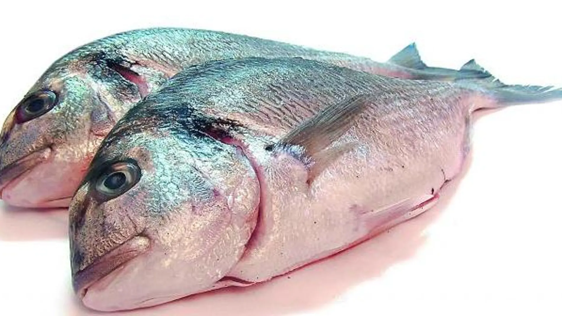 Biodiésel de vísceras de pescado