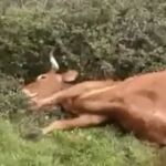 Imagen de una cabeza de ganado tras el ataque de los buitres