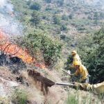 Las llamas han arrasado más de 5.500 hectáreas de pinar de alto valor ecológico en el incendio de la Sierra de Gredos, en Ávila