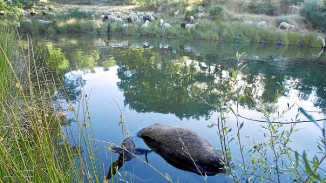Uno de los ciervos que han aparecido muertos en la provincia de Zamora