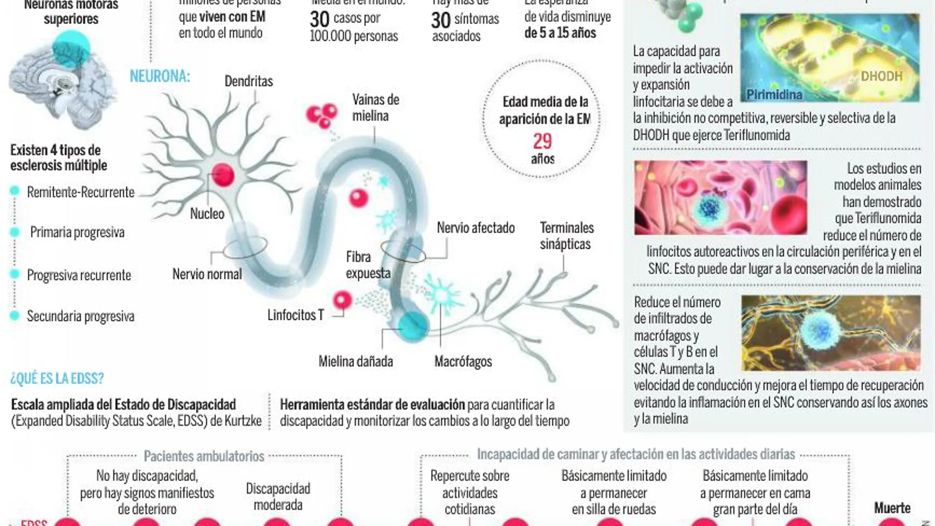 Un fármaco oral reduce en un 37% la atrofia cerebral en esclerosis múltiple