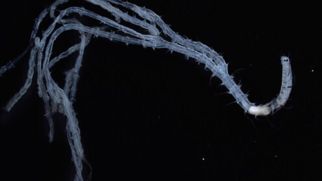 Parte anterior de un ejemplar de Ramisyllis multicaudata. Microscopía óptica