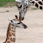 Una jirafa hembra junto a su cría recién nacida en el zoo de Praga