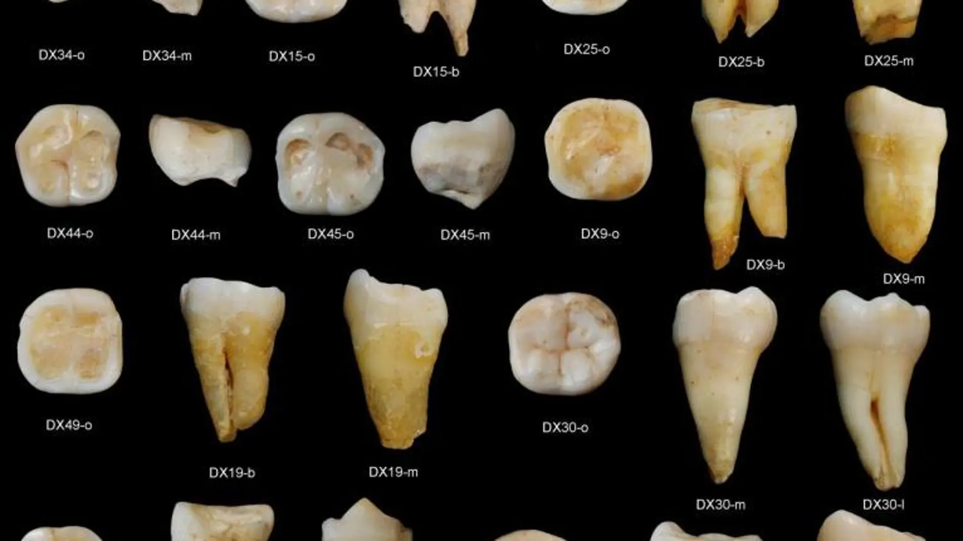 Imagen de los dientes hallados en una cueva en el sur de China