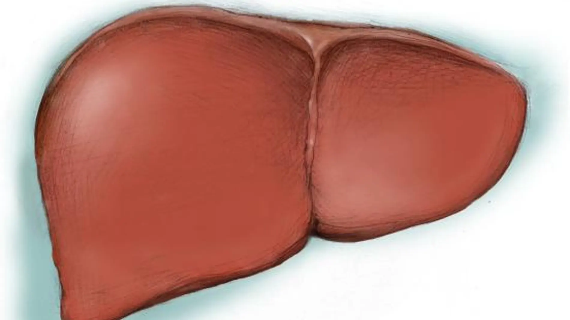 Una de cada doce personas tiene hepatitis crónica
