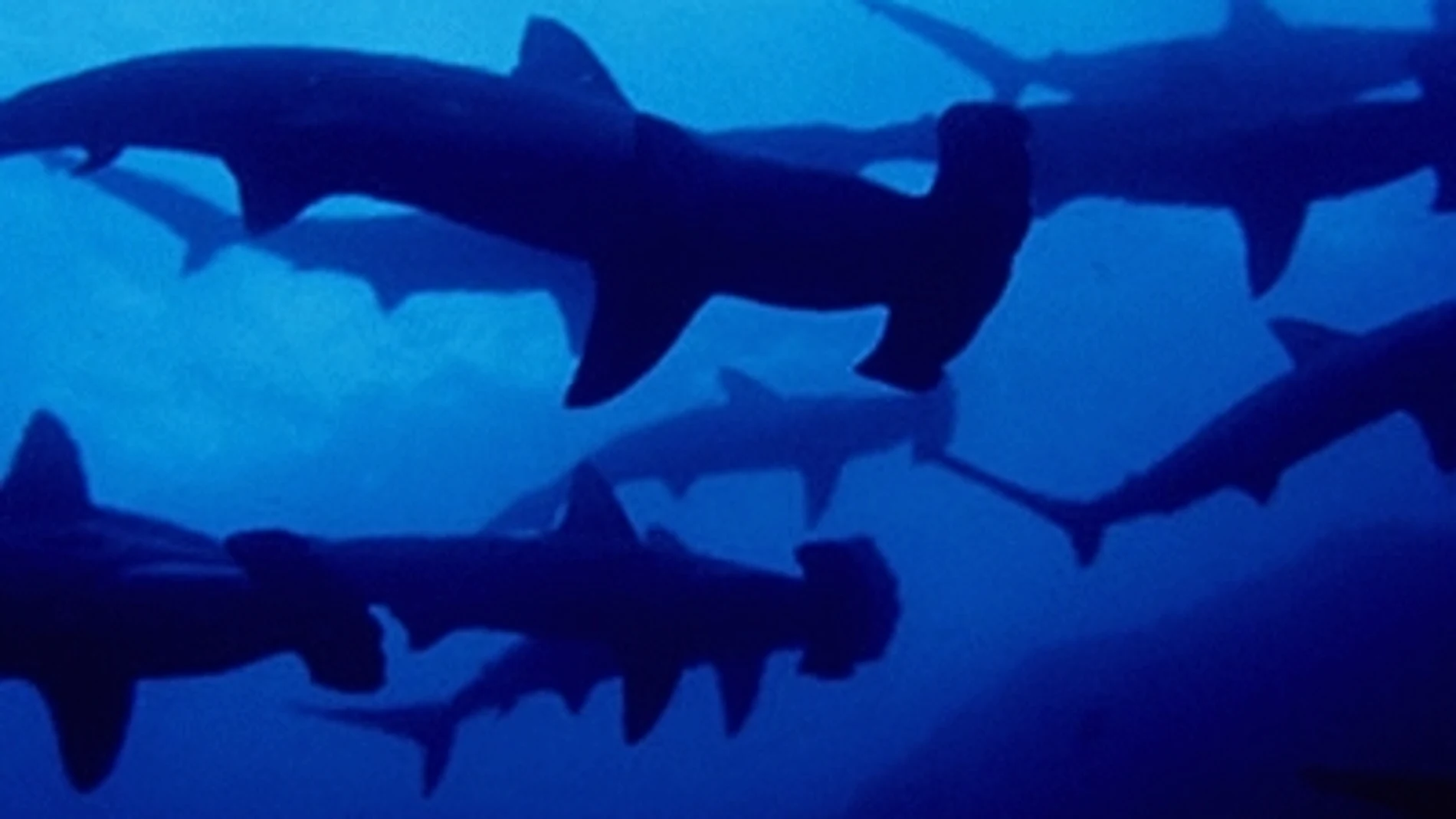 Miami Beach en alerta por la migración de tiburones