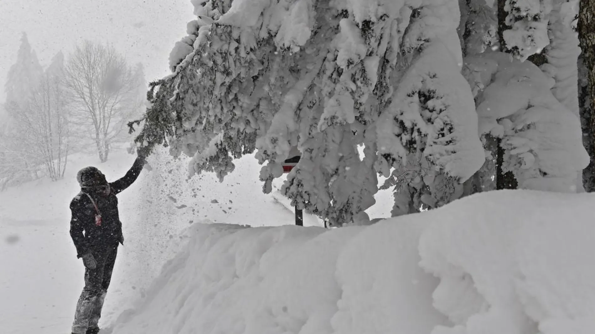 Un hombre sacude un árbol cubierto de nieve acumulada tras una tormenta caída en Casaglia, Mugello, Florencia (Italia) hoy, 27 de febrero de 2018. EFE/ Maurizio Degl'innocenti