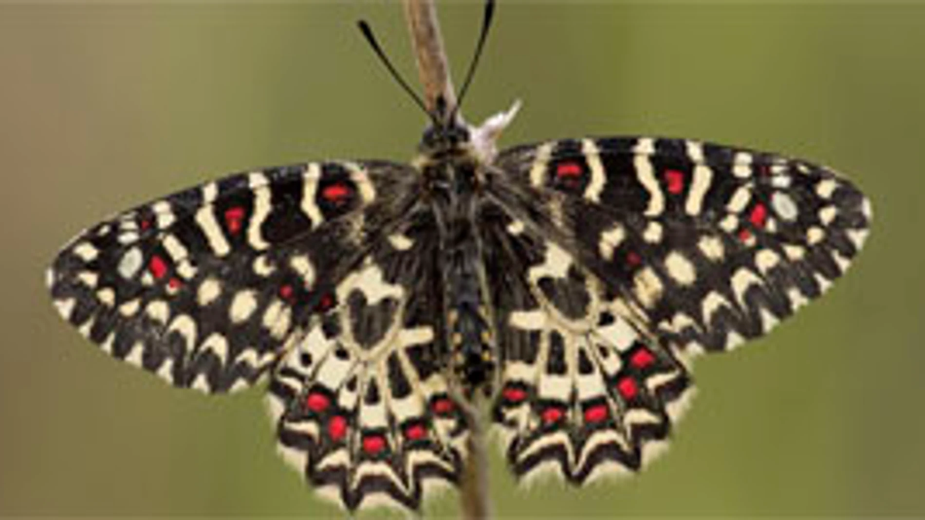 Un ejemplar de mariposa peninsular