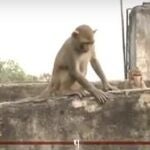 Un grupo de monos «asesinos» provocan el pánico en India