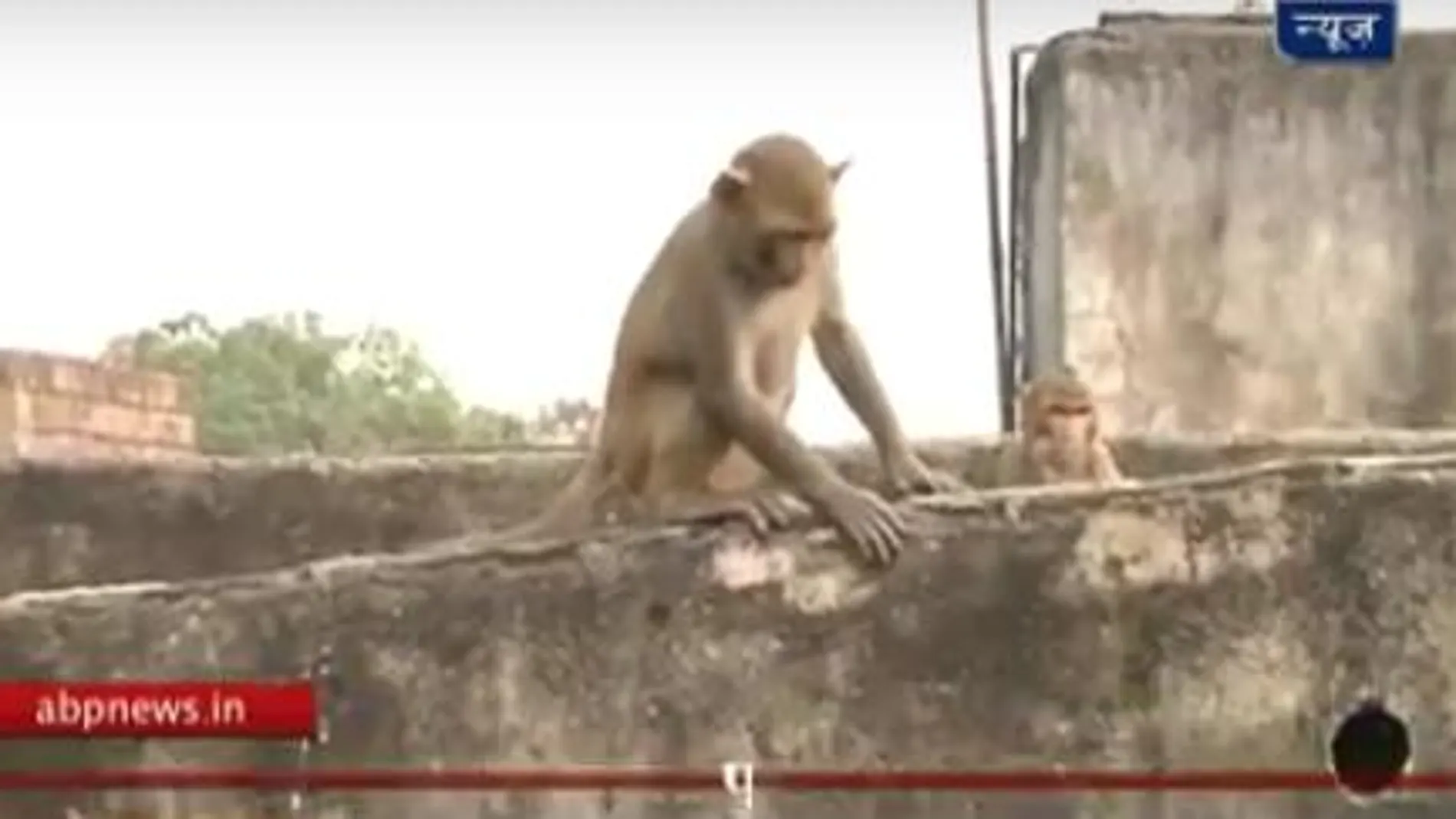 Un grupo de monos «asesinos» provocan el pánico en India
