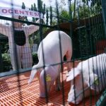 Rusia levantará parcialmente el veto a la carne de cerdo española