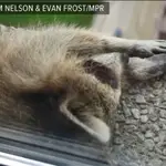  Un mapache escalador se vuelve viral en Internet