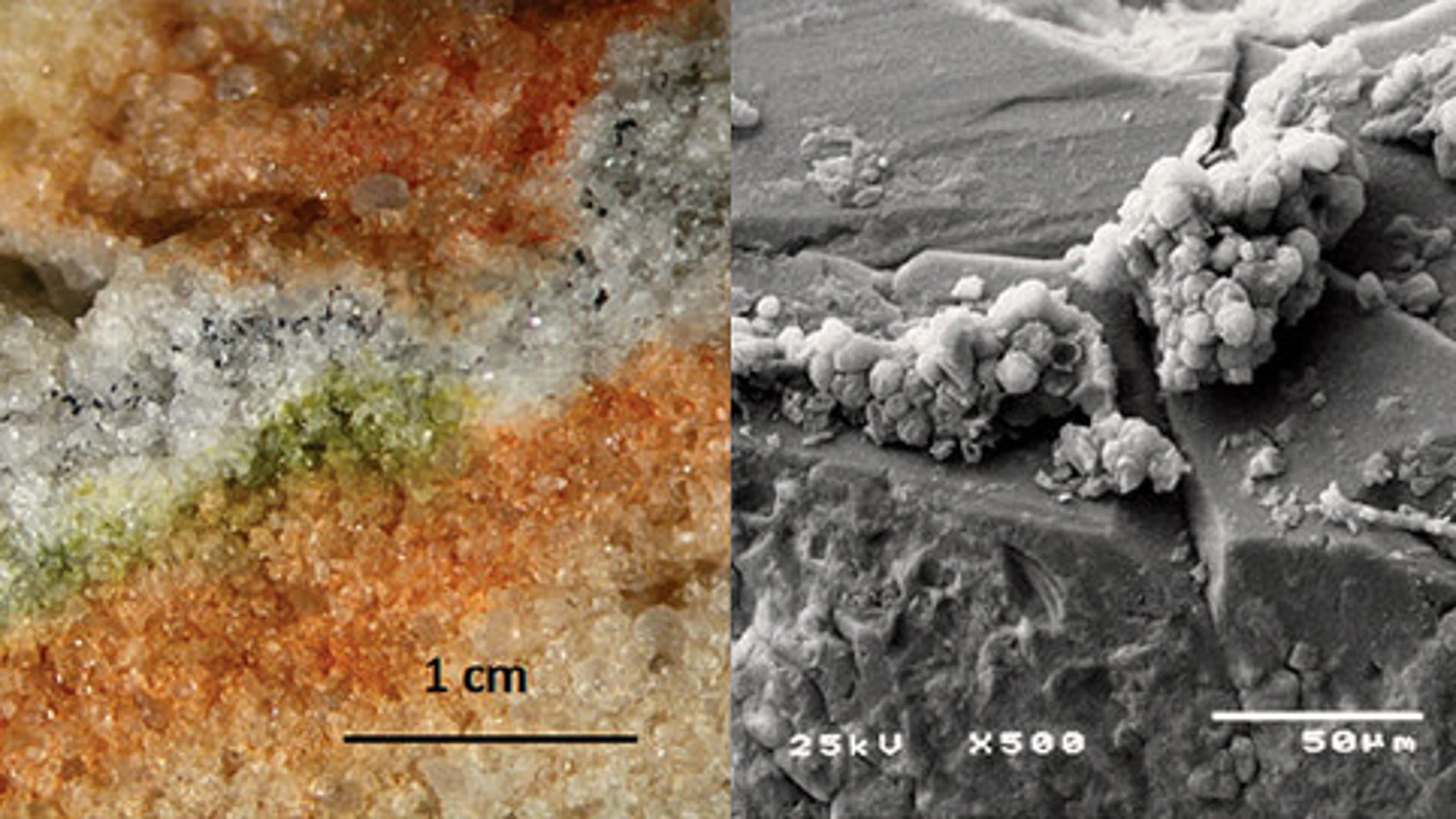 Sección de una roca colonizada por microorganismos criptoendolíticos y detalle al microscopio electrónico de un hongo Cryomyces en cristales de cuarzo