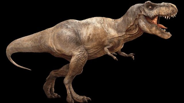 Los poderosos dientes de siera del Tyrannosaurus rex