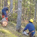 Los bosques como yacimiento de empleo