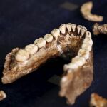 Fósiles del Homo naledi