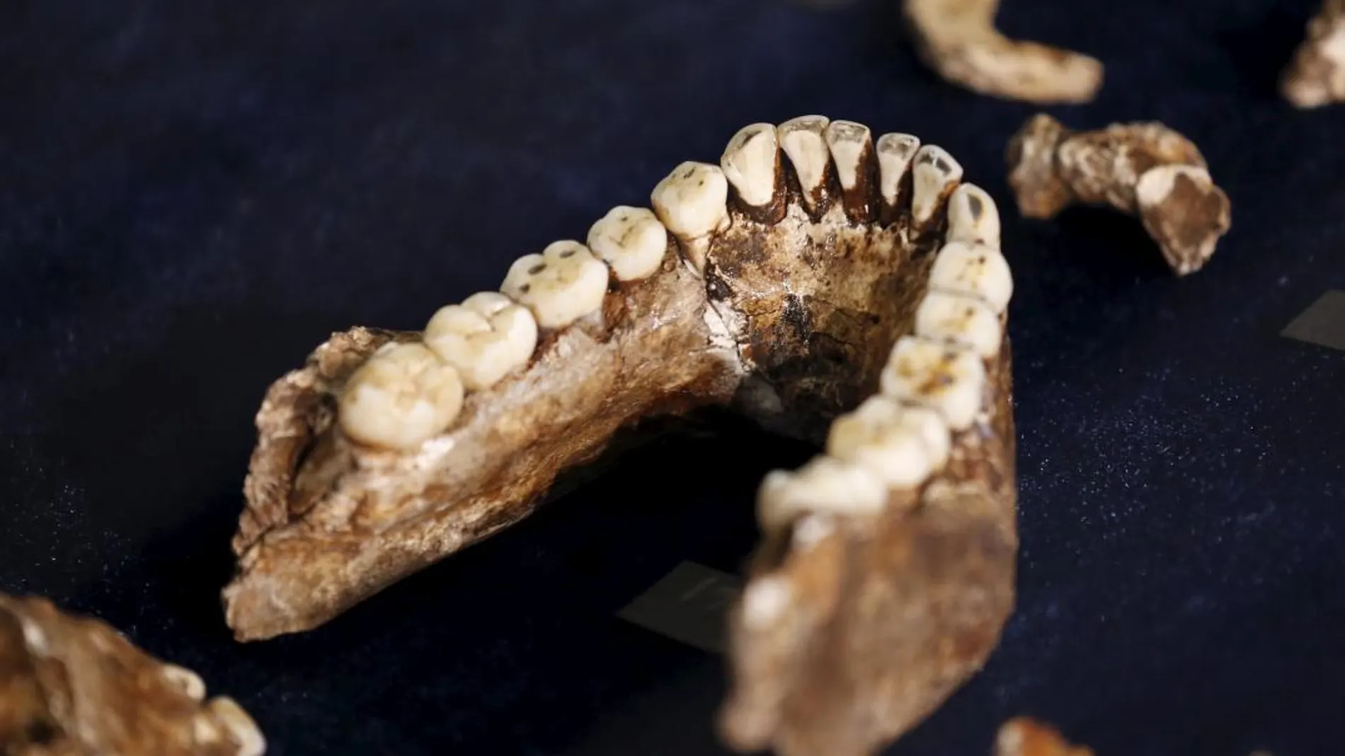 Fósiles del Homo naledi