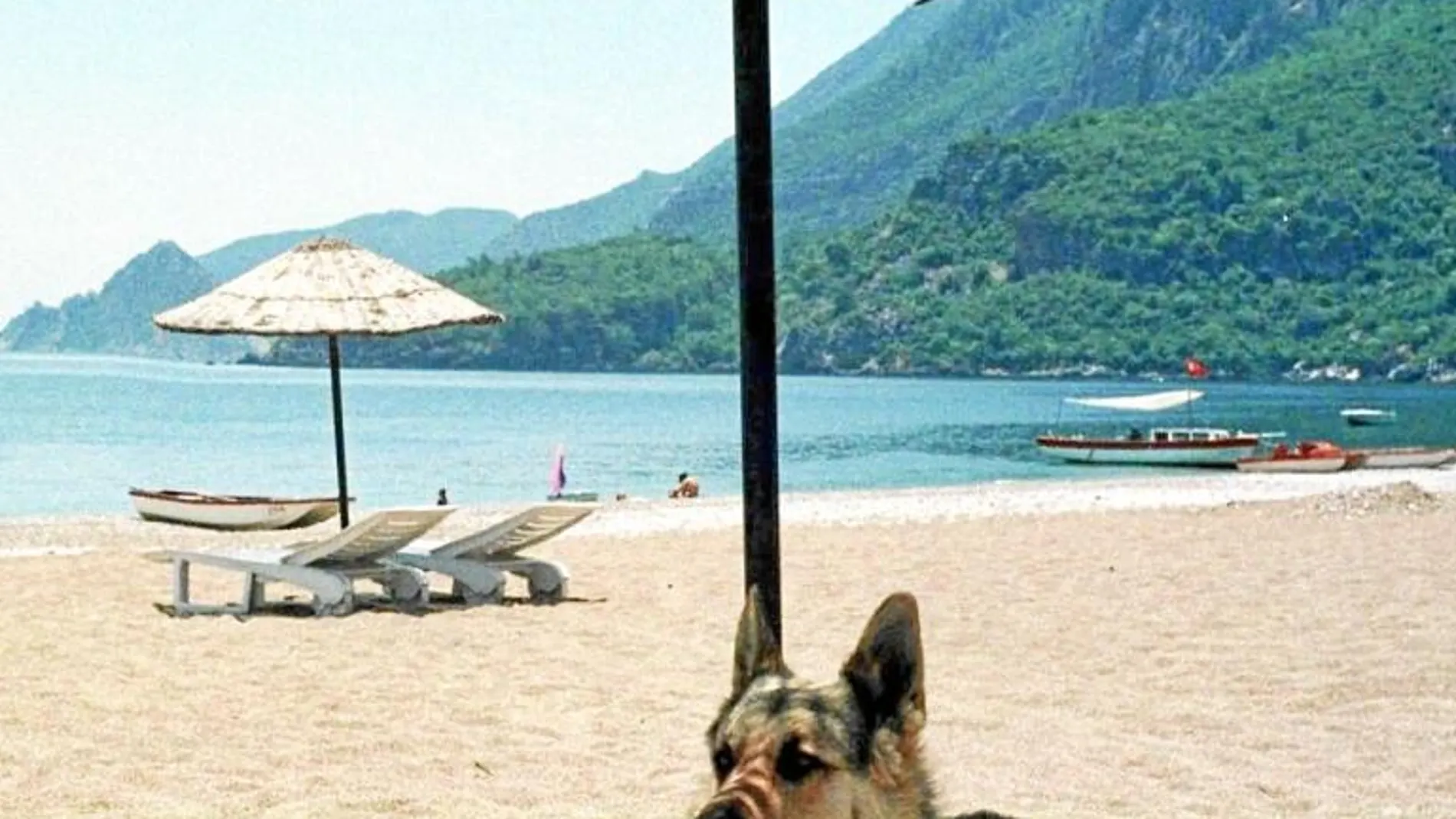 En España, cada vez hay más playas en las que se puede pasar una jornada veraniega con los mejores amigos del hombre