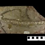 Imagen del fósil de la serpiente que ha servido para lograr el hallazgo