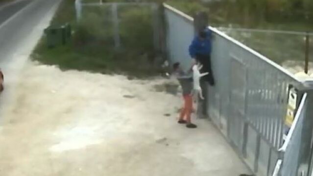 Abandonan a su perro lanzándolo por encima de una valla