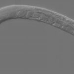 Un ejemplar del gusano Caenorhabditis elegans